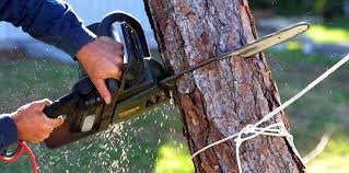 Best Storm Damage Tree Cleanup  in Eastport, NY