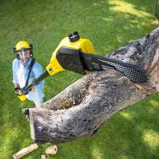Best Organic Lawn Care Solutions  in Eastport, NY