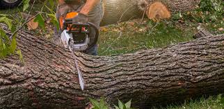 Best Lawn Mowing  in Eastport, NY