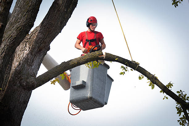 How Our Tree Care Process Works  in  Eastport, NY
